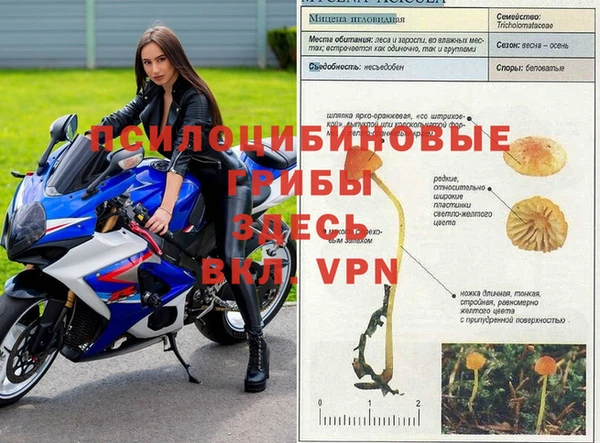 шишки Беломорск